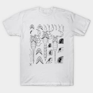 Scorpion | Insect Entomology Bugs T-Shirt